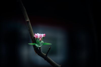 كيف أستخدم سماعات الأذن